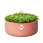 magic microgreens terra caramel